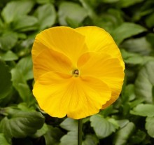 Виола крупноцветковая Фино F1 Клиа Еллоу [1000 шт] - ООО «Семена Тут»