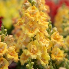 Львиный зев Свит Дуэт Цитрус [1000 шт] - ООО «Семена Тут»