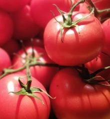 Томат Волгоградские зори - ООО «Семена Тут»