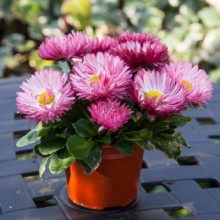 img-1: Маргаритка Бам Бам Роуз [1000 драже] - ООО «Семена Тут»