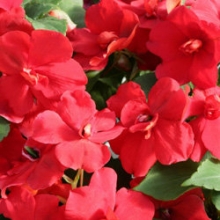Бальзамин махровый Афина Ред [1000 шт] - ООО «Семена Тут»