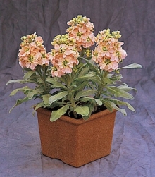 Маттиола Синдерелла Шампань [1000 шт] - ООО «Семена Тут»