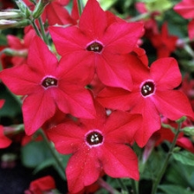 Табак Сандер Парфюм Ред [1000 драже] - ООО «Семена Тут»