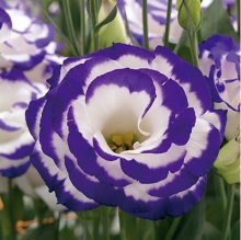 Эустома Арена 2 Парпл Пикоти  [1000 драже] - ООО «Семена Тут»