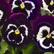 Виола крупноцветковая Маммот Вива ла виолет [100 шт] - ООО «Семена Тут»