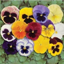 Виола крупноцветковая Матрикс Микс [1000 шт] - ООО «Семена Тут»