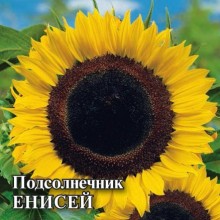 img-1: Подсолнечник Енисей - ООО «Семена Тут»