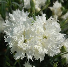 img-1: Гвоздика Элеганс Вайт [500 шт] - ООО «Семена Тут»