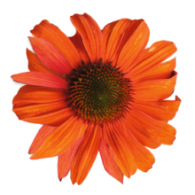 Эхинацея Поллинейшн Оранж Ред [1000 шт] - ООО «Семена Тут»