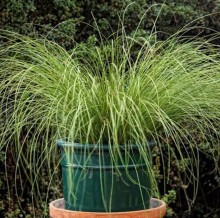 Осока Феникс Грин [100 м/драже] - ООО «Семена Тут»