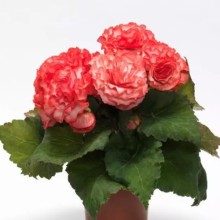 img-1: Бегония клубневая Он Топ Сюрприз [500 драже] - ООО «Семена Тут»