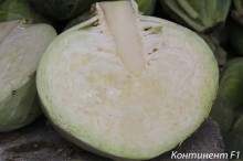 img-1: Капуста белокочанная Континент F1 (инкруст. семена) - ООО «Семена Тут»