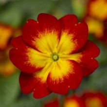 Примула Орион Скарлет Флейм [1000 шт] - ООО «Семена Тут»