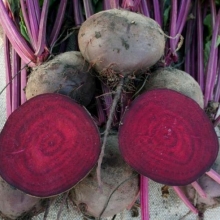 Свекла Игл F1 - ООО «Семена Тут»