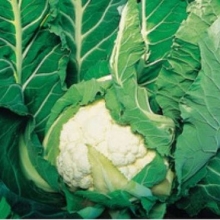 Капуста цветная КЛ 650 F1 - ООО «Семена Тут»