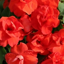 Бальзамин махровый Афина Оранж [100 шт] - ООО «Семена Тут»