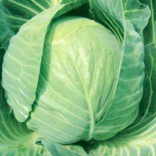 Капуста белокочанная Альфредо F1 - ООО «Семена Тут»