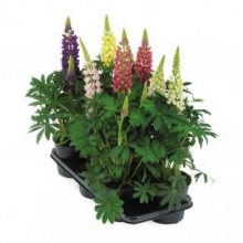 img-1: Люпин Люпини Микс [1000 шт] - ООО «Семена Тут»