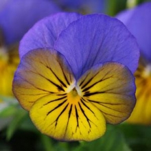 Виола рогатая Сорбет ИксПи Морфо [100 шт] - ООО «Семена Тут»