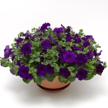 img-1: Петуния ампельная Фото Финиш Блю [100 драже] - ООО «Семена Тут»