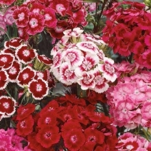 Гвоздика Турецкая Смесь окрасок - ООО «Семена Тут»