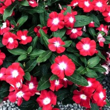 Катарантус ампельный Солар Аваланж Черри Бриллиант Ай [100 шт] - ООО «Семена Тут»