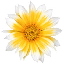 img-1: Газания Зени F1 Санни Сайд Ап [100 шт] - ООО «Семена Тут»