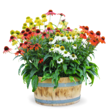 Эхинацея Поллинейшн микс [1000 шт] - ООО «Семена Тут»