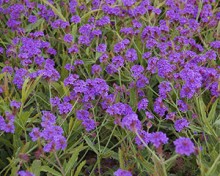 img-1: Вербена жесткая Даззлинг Найтс [1000 шт] - ООО «Семена Тут»