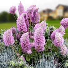 Птилотус возвышенный Джой [500 шт] - ООО «Семена Тут»