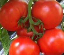 Томат Агилис F1 - ООО «Семена Тут»
