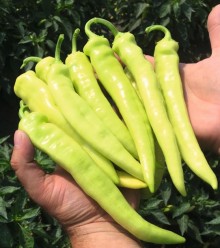 Перец острый Ангара F1 - ООО «Семена Тут»