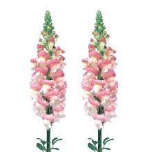 Львиный зев Адмирал Пинк Биколор [1000 шт] - ООО «Семена Тут»