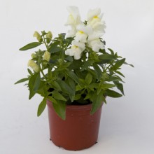 Львиный зев Крэкл энд Поп Вайт [1000 шт] - ООО «Семена Тут»