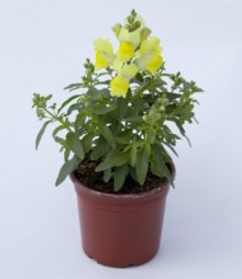 img-1: Львиный зев Крэкл энд Поп Еллоу [1000 шт] - ООО «Семена Тут»