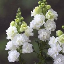 Львиный зев Ледженд Дабл Вайт (группа 1) [1000 шт] - ООО «Семена Тут»