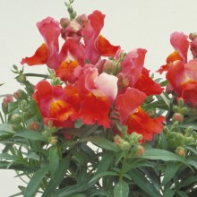 Львиный зев Флорал Шауэрс Дип Бронз [100 шт] - ООО «Семена Тут»