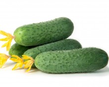 img-2: Огурец Аргумент F1 - ООО «Семена Тут»