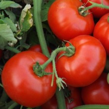 Томат Авант F1 - ООО «Семена Тут»