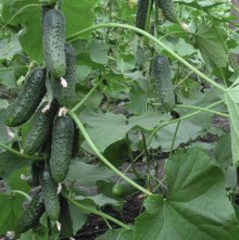 img-1: Огурец Барвина F1 - ООО «Семена Тут»