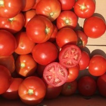 Томат Бесуто F1 - ООО «Семена Тут»