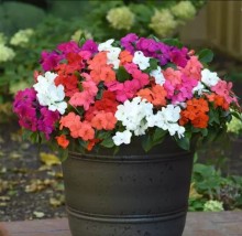 img-1: Бальзамин Бикон Формула микс [1000 шт] - ООО «Семена Тут»