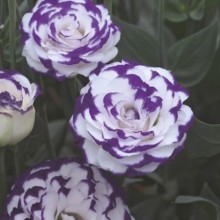 Эустома Крома 3 Блю Пикоти [500 драже] - ООО «Семена Тут»