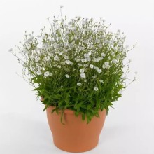 img-1: Смолевка Старри Дримс [1000 драже] - ООО «Семена Тут»