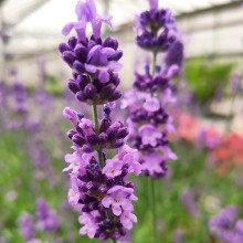 Лаванда Лавли Скай Блю [100 шт] - ООО «Семена Тут»