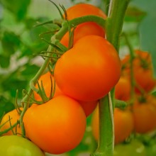 Томат Британика F1 - ООО «Семена Тут»