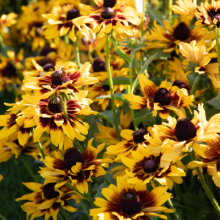 img-1: Рудбекия Денвер Дейзи [100 драже] - ООО «Семена Тут»