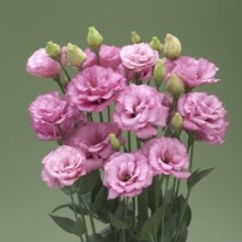 img-1: Эустома Арена 3 Роуз [500 драже] - ООО «Семена Тут»