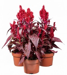 img-1: Целозия перистая Драгонз бриз [1000 шт] - ООО «Семена Тут»