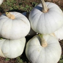 Тыква крупноплодная Крошка - ООО «Семена Тут»